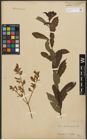 Foto von Salix purpurea L. x Salix silesiaca Willd.
